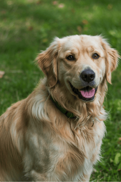 Golden Retriever