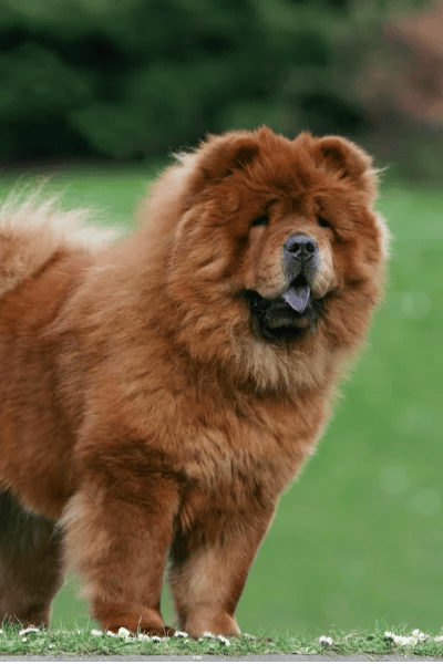 Chow Chow