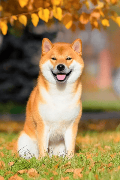 Shiba Inu