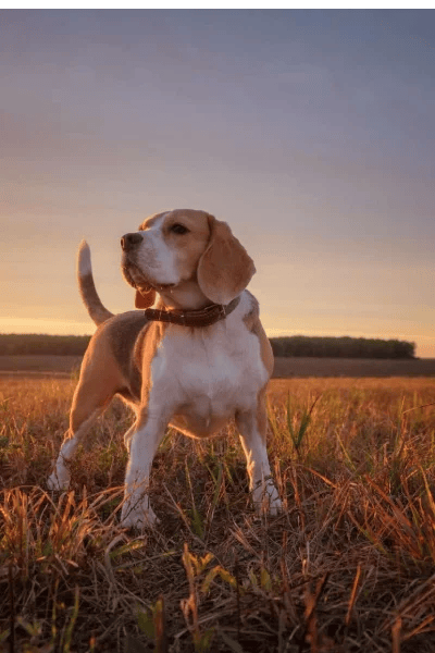 Beagle