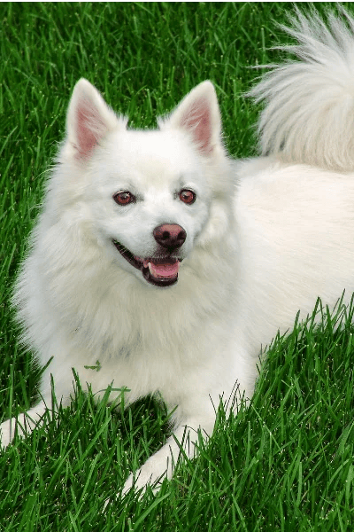 American Eskimo Dog
