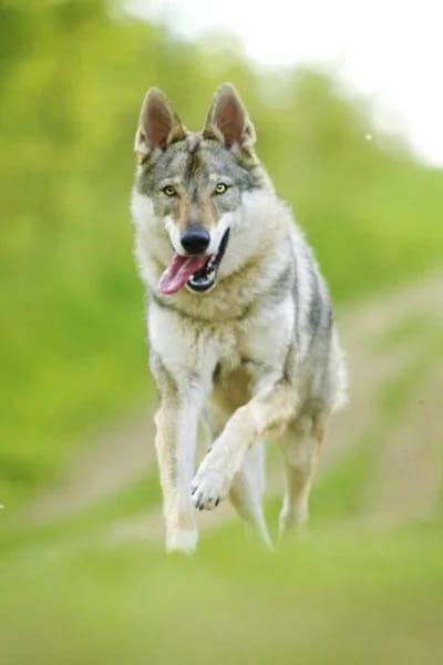 Perro Lobo
