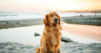 Cachorro