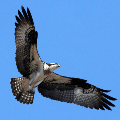 Falco Pescatore