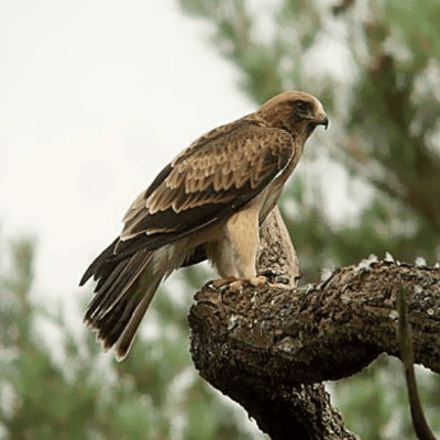 Aquila Minore