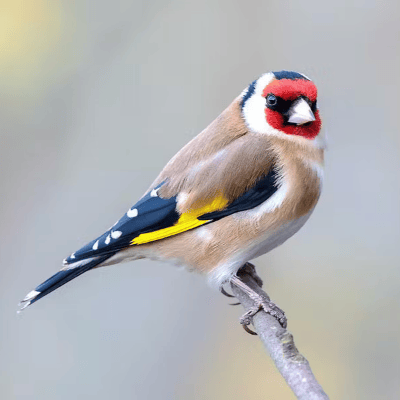 Cardellino