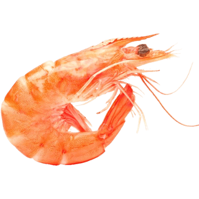 gambas