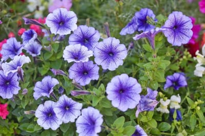 Il Petunia