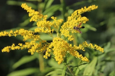 Il Solidago