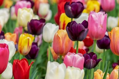 Il Tulipano