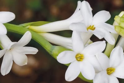 La Tuberosa