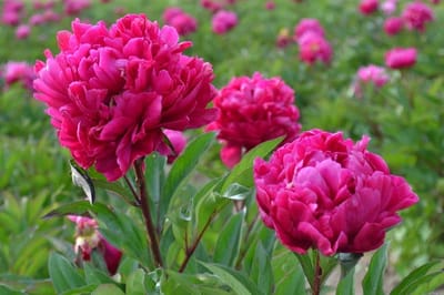 La Peonia