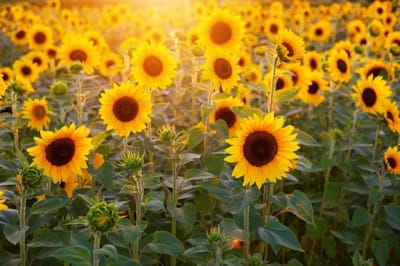 Il Girasole