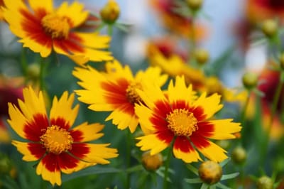 Il Coreopsis
