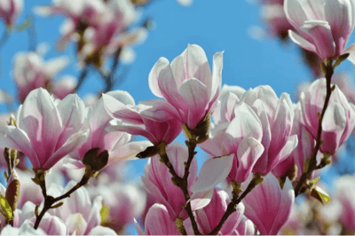 La Magnolia
