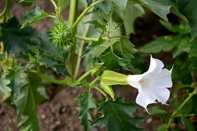 Il Datura (velenoso)