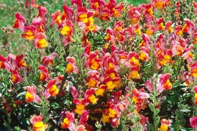 L'Antirrhinum