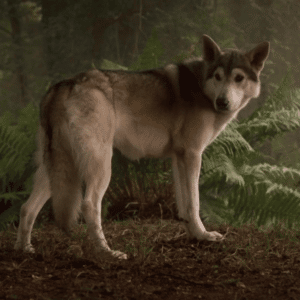 Nymeria