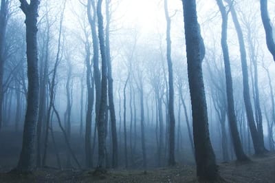 Forêt