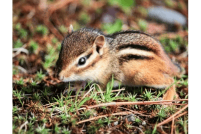 Bébé tamia (chipmunk)