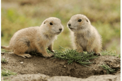 Le marmotton