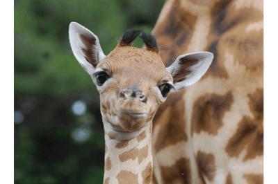 Le girafon