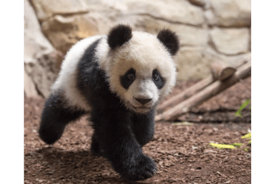 Bébé panda