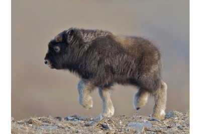 Bébé bœuf