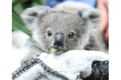 Bébé koala