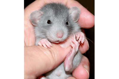 Le raton