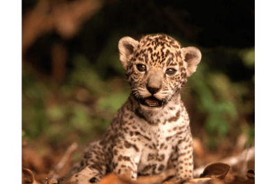 Bébé jaguar