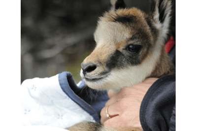 Bébé chamois