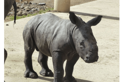 Le rhinoceron