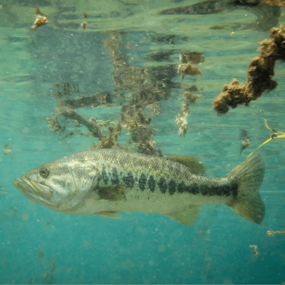 Black Bass