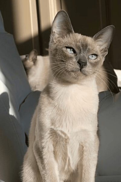 Tonkinese