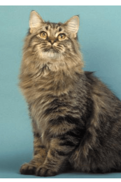 American Bobtail