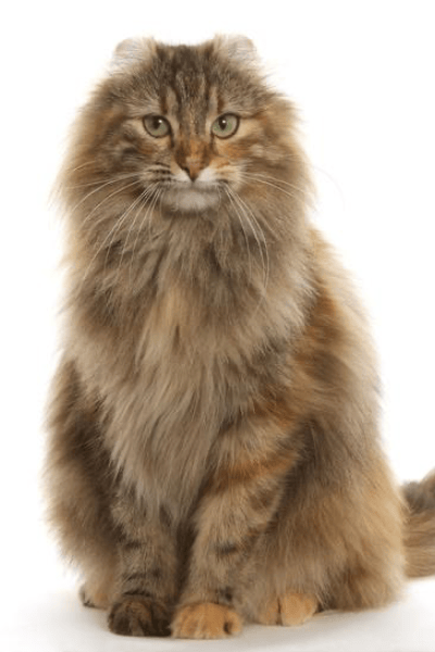 American Curl