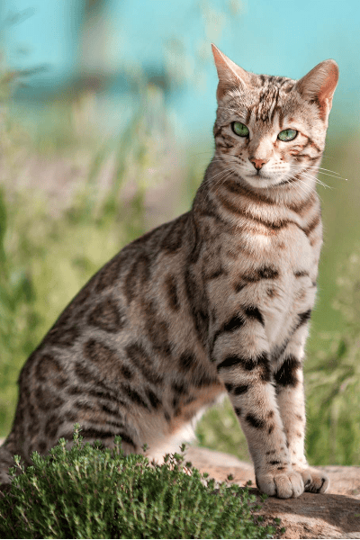 Bengal