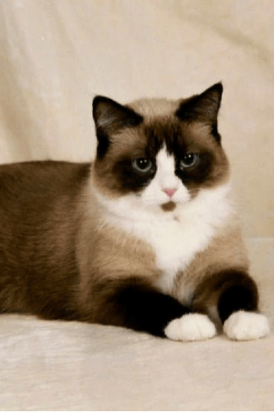 Snowshoe