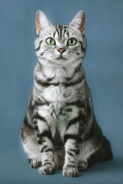 American Shorthair