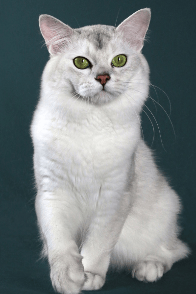 Burmilla