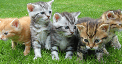 Gatos