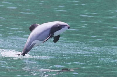 Delfino di Hector
