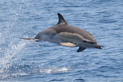 Delfino comune