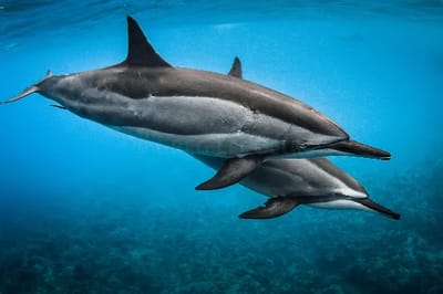 Delfino dal rostro lungo