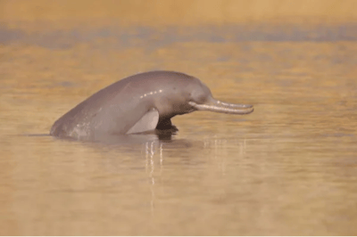 Delfino dell'Indo