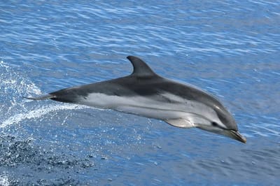 Delfino blu e bianco