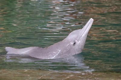 Delfino dal naso a bottiglia dell'Oceano Indiano