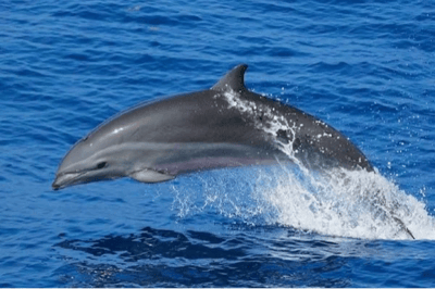 Delfino di Fraser