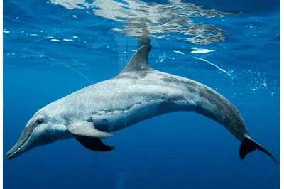 Delfino dal rostro stretto